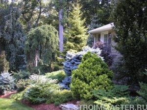 Роль деревьев в озеленении территории дачного дома Роль деревьев в озеленении территории дачного дома