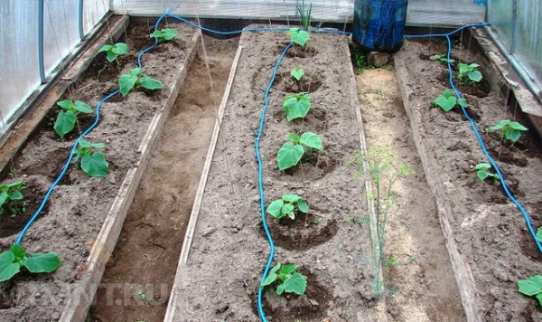Капельный полив и системы орошения своими руками Капельный полив и системы орошения своими руками